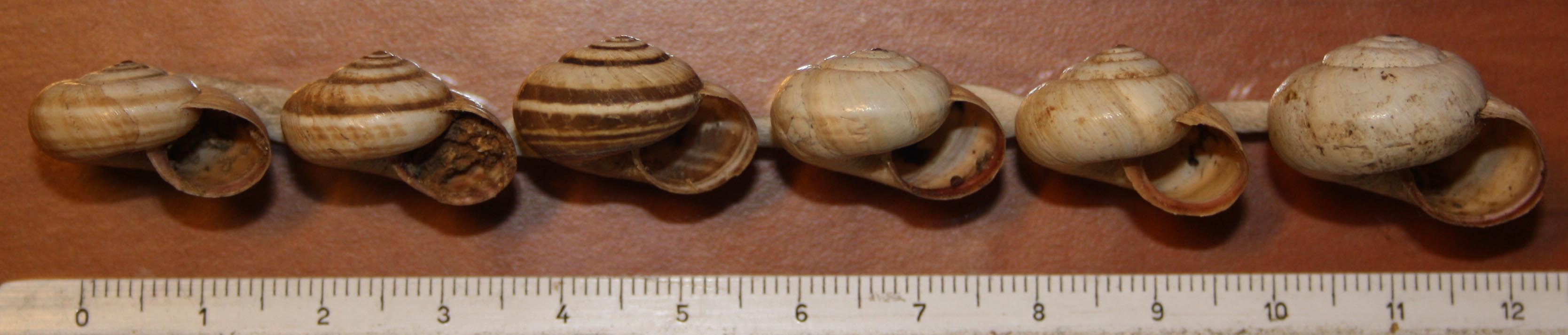 Cernuella virgata e neglecta?